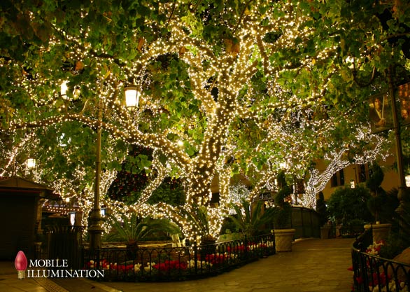 Christmas Lighting - Trees